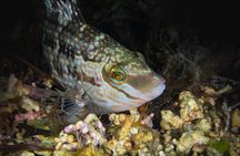 Try Scuba Diving in Galway, Ireland