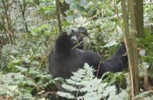 2 Days Gorilla Trekking in Bwindi through Kigali