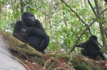 2 Days Gorilla Trekking in Bwindi through Kigali