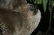 Night Walk Tour Monteverde