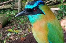  Wildlife Tour in Curicancha 