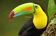  Wildlife Tour in Curicancha 