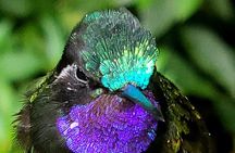Monteverde Cloud Forest / Wildlife Tour / Local Naturalist