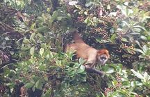 Monteverde Cloud Forest / Wildlife Tour / Local Naturalist