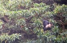 Monteverde Cloud Forest Nature Tour