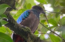 Monteverde Cloud Forest Nature Tour