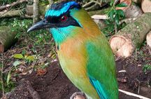 Monteverde Cloud Forest Nature Tour