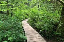 Vancouver Rainforest Hike with Waterfalls, Suspension Bridge, Old Growth Forest