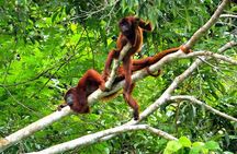 3-Day Eco-Sustainable Private Tour Manu National Park