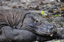 2-Day Komodo National Park and Rinca Island Wildlife Adventure from Bali