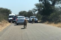 Kruger National Park Full-Day Tour