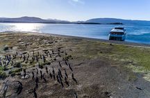Martillo Island: Boat Trip to the Penguin Colony & Beagle Channel