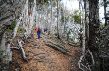Half-Day Small-Group Tierra del Fuego National Park Tour