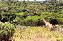 1 Day Arusha national park (Game drive and walking safari).