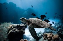 Night-Time Snorkel at TurtleTown with Stars, Lights, and Photos