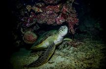 Night-Time Snorkel at TurtleTown with Stars, Lights, and Photos
