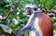 Exclusive Full-Day Zanzibar Adventure: Jozani Forest, Hidden Gems