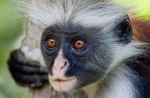 Exclusive Full-Day Zanzibar Adventure: Jozani Forest, Hidden Gems