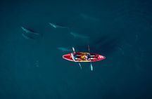 Guided Kayak 2-Hour Activity with Dolphins