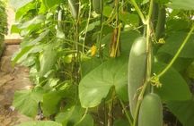 Full-Day Private Farm Area Tour