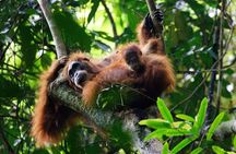 6 Days Bukit Lawang - Berastagi Tour (2D1N Jungle Treking + Sunrise Hiking)