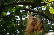 4 Days Bukit Lawang Tour Include 2 Days 1 Night Jungle Treks