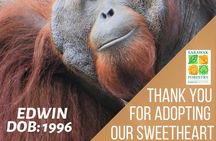 Rainforest Kayaking with Semenggoh Orangutan Center from Kuching