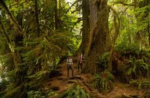 Olympic Full Day Private Tour and Hike