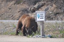 Summit Experience & Yukon Suspension Bridge Tour