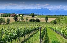 Vineyard Tour and Tasting of Lugana Wines
