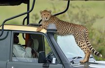 4Days Masai Mara and Lake Nakuru 4X4 Jeep Camping Safari