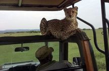 4Days Masai Mara and Lake Nakuru 4X4 Jeep Camping Safari