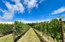 From Florence: Classic Chianti Villages and Wine Roads by Minivan