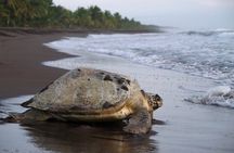Tortuguero National Park - Admission Ticket