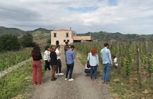 Etna Wineries Tour - Small Groups from Taormina 