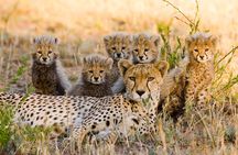 2-Days Safari Tour in Tarangire & Ngorongoro Crater