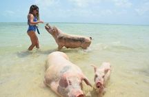 Swimming Pigs & Tour with Transportation to Rose Island