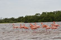 Nature tour by boat in the Natural Reserve in Río Lagartos