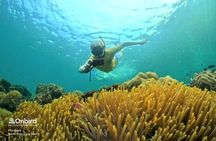 OnBird - PRIVATE ADVENTURE SNORKELING - explore Half-moon reef & Coral Mountain