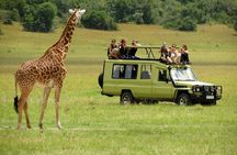 3 Days Masai Mara Budget Camping Safari on 4X4 Land Cruiser