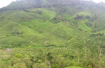 Cameron Highlands Full Day Tour