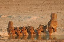 Private Kruger Park Safari and Panorama Route