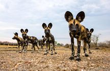 4 Days Selous Game Reserve Wildlife Encounter Safari
