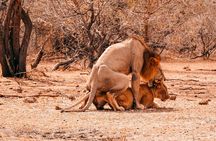 3-Day Selous Safari Discover Nyerere National Park