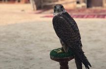 Doha Layover Desert Safari, Camel Ride, Sand Boarding, Inland Sea