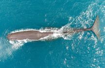 Kaikoura: Whale Watching Flight (Extended)