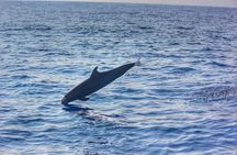 Boat Trip to See Marine Life in Puerto Escondido