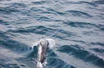 Boat Trip to See Marine Life in Puerto Escondido