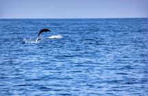 Boat Trip to See Marine Life in Puerto Escondido