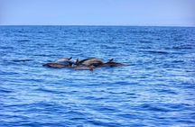 Boat Trip to See Marine Life in Puerto Escondido